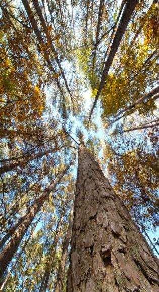 Pranešimo turinys Miškų ūkis ir privatūs miškai Lietuvoje ir ES Privataus miškų