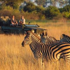 You ll be escorted in open top vehicles that allow you to enjoy close proximity to the wildlife, in search of the ultimate safari jackpot, one of the Big Five lions, leopards, buffaloes, rhinos or