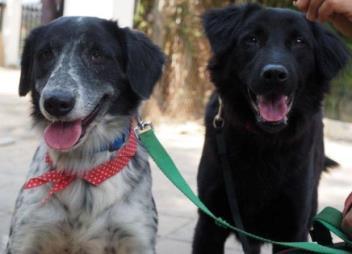 The WVS Project In 2015 WVS were made aware that a dog shelter they supported in Chiang Mai, Thailand was facing closure and the future of the dogs there were in severe jeopardy.