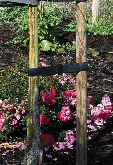 66 PLANT SUPPORT 67 VINE HOLDERS Ideal for training