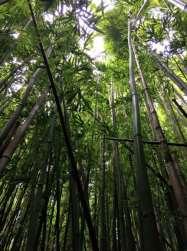 okoli mene in nad mano. Ko je nehalo deževati, smo šli v Pipiwai Trail. Nekaj kilometrov smo hodili med bambusovimi drevesi in videli smo tudi nekaj slapov.
