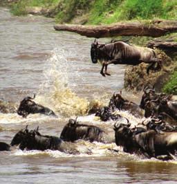 2 Investment opportunities in Ngorongoro Conservation Area....10 3.
