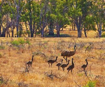 Kangaroos roaming at Rawnsley Park Photo: Maxime Coquard Emus running wild in Flinders Ranges National Park Rawnsley Park