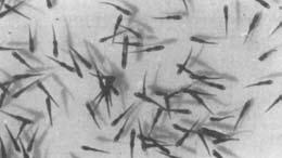 V. Žiliukienė, V. Žiliukas 106 pakankamai zooplanktono, lydekaitės per 1,5 savaitės išauga iki 2 2,2 cm, o jų išeiga siekia apie 50%, per 3 4 savaites atitinkamai iki 3 5 cm ir 20 30%.