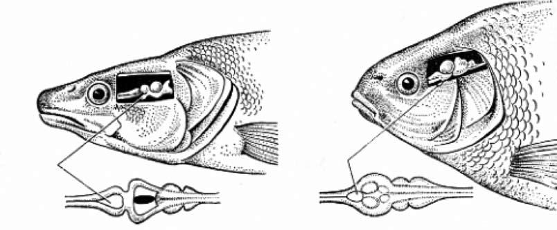 Sterko Sander lucioperca (L.) veisimo biotechnika kartu su patinais. Jie šeriami smulkia (10 30 g) žuvimi (karosais, karpio šiųmetukais, ešeriais, pūgžliais, kuojomis, aukšlėmis ir kt.