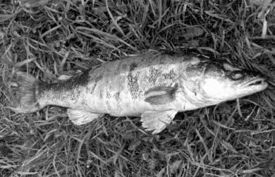 Per tą laiką paprastai išneršia visos likusios žuvys. Kilograminės patelės vislumas apie 200 tūkst. ikrelių. Ikrų vystymasis.