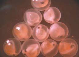 Syko Coregonus lavaretus (L.) veisimo biotechnika ikrelių apvalkalėliai. Tokia konstrukcija leidžia atskirti embrionus nuo ikrų apvalkalėlių.