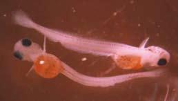 Kad laisvieji syko embrionai nepatektų į baseiną, ant viršutinės vamzdžio dalies uždedamas filtras, pagamintas iš ichtioplanktonui skirtos medžiagos.