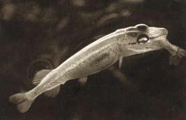 Žiemą reproduktoriai laikomi karpių žiemojimo tvenkiniuose, bet atskirai nuo karpių. Lydekos šeriamos gyva žuvimi, kurios sudaro 20% jų masės (Szczerbowski, 1993).