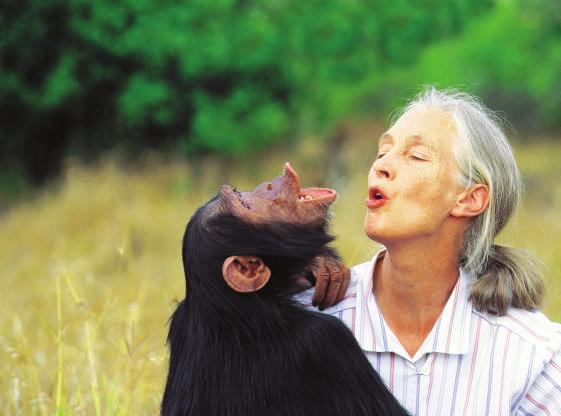 Chimpanzee Safari Western Tanzania is the least visited part of the country, but it is one of the most interesting areas for those visitors who make the effort to travel there.