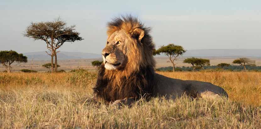 Wild Africa 12 DAY TOUR OF ZIMBABWE, BOTSWANA AND SOUTH AFRICA WITH FLIGHTS INCLUDED.
