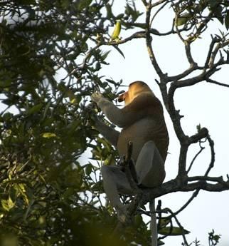Keep an eye out for the rare endangered proboscis monkey, which can only be found on