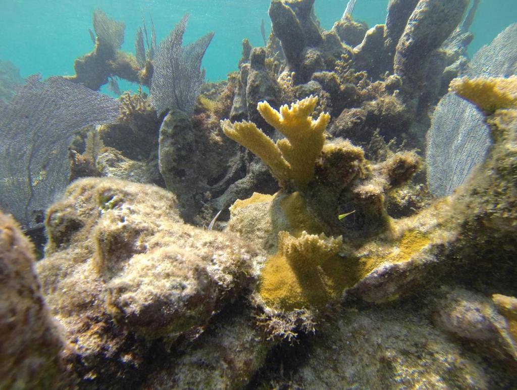 Coral Restoration at Xcalak National Marine
