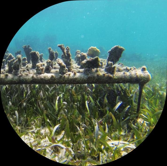community to restore four reef sites (500 m2) by increasing the coverage of Acropora palmata coral through the establishment of 10 coral nurseries and the transplanting of 4000 new corals.