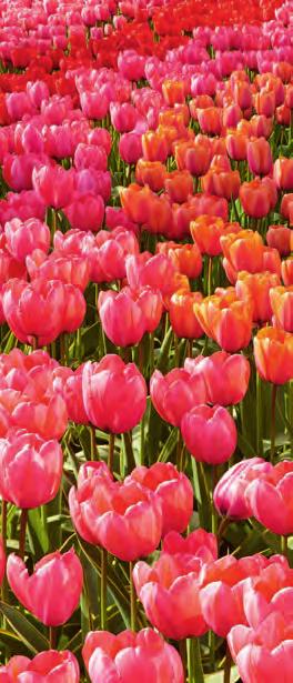 TULIPS, HOLLAND & BELGIUM DISCOVERY 12 DAYS ROUND-TRIP AMSTERDAM CRYSTAL BACH 2018 VOYAGES MAR 26 APR 7 APR 19 MAY 1 DAY PORT ARRIVE DEPART 1 Amsterdam, Netherlands (overnight) 2 Amsterdam,