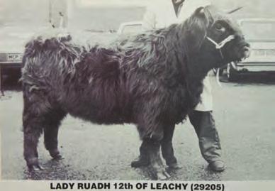 More success followed at the October sale in 1989 when her much admired two year old heifer, Banrigh Ruadh 9th of Leachy having been placed second sold for 3,000gs.