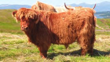 ..154 *Extracts from Impressions of My Fifty Years of Highland Bull Sales, 1964-2014 Acknowledgements The Highland Cattle Society would like to thank the following for their contribution to this new