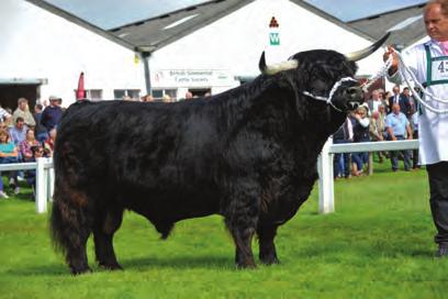 THE SHOW SEASON THE SHOW SEASON Class SP12 Reserve Overall Champion Howman, Mr K C R, Maireared Stuamaig 2nd of Borland, UK542205 100495, S: Stepdancer 3rd Of Glengorm, D: Maireared Buidhe 1st of