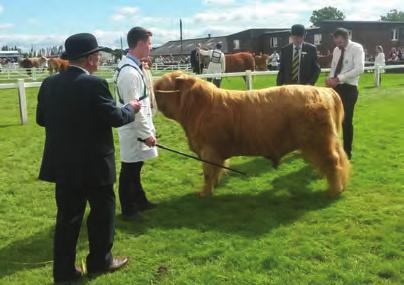 Fold, Banrigh 5th of Hyndford, UK560890 300081, 08/05/2015, S: Alexander Of Glengorm, D: Banrigh of Hyndford GREAT YORKSHIRE SHOW 2016 Tuesday 12th - Thursday 14th July Judge: Mr David Maughan,
