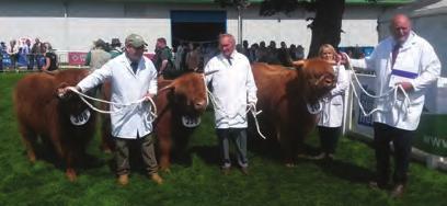 SP14 Best Group consisting of 1 Bull, 1 Cow and Calf, 1 Heifer, all the property of one exhibitor Hyndford Fold, Alisdair 3rd of Douglas, UK560118 500156, 30/03/2015, S: Alisdair of Hyndford, D: