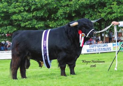 bred by Exhibitor; sire, Lord Angus Of Hisland; dam, Sine Dubh Of Craigowmill 2nd and Best Yearling Male Reserve Male Champion Lot 3211 from Peter Smith; JAK 1ST OF STOCKLEY UK315256500019; 26 Mar
