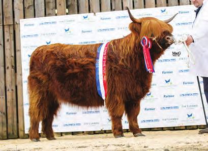 Sire - CLIADHAMH MOR OF BALMORAL 9993, Dam - SIDONIA 8TH OF ORMSARY 61276 Reserve Senior Male Champion Lot 223 - RUARUDH 2ND OF BALMORAL UK521043200452. Born 20/02/15. Red from Balmoral Estates.