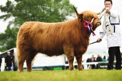 THE SHOW SEASON THE SHOW SEASON 236 BULL born on or before 31st December 2015 (4 Entries) 1st Queen, H M The, Prionnsa Dubh of Craigowmill, UK541989 201527, 10/04/2011, S: Panther 2nd Vom Aignerhof,