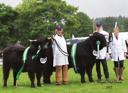 3rd Maserati Black of Hellifield from Messrs R A & W Phillip 4th Leigh Dubh of Hellifield from Stephen & Lesley Burnett bred by Messrs R A & W Phillip Heifer born 2015 and winner of SP12 1st