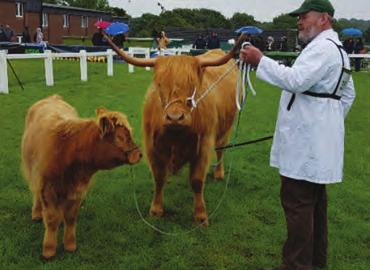 the highland cattle at the Great Yorkshire Show in 2017 after having shown there many years ago.