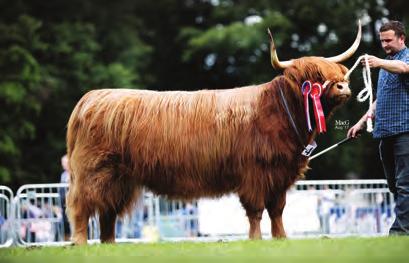 THE SHOW SEASON THE SHOW SEASON Class Results BULL, any age 1st Mr & Mrs Arthur Hill; ALISDAIR DUBH OF WALTON UK305764100127; 18 May 2014; bred by Exhibitor; sire, Alisdair Luadh Of Auchtenny; dam,