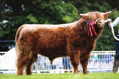 2nd Ms M J & V M Monk; JAMES DUBH OF CHADWICH UK301858301277; 09 Apr 2015; bred by Exhibitor; sire, George Broderick Of House Of Hoden; dam, Turfrida 26th Of Eastol Moor 3rd Mr & Mrs Duncan & Angela