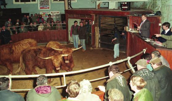 END OF AN ERA Extract from Impressions of My Fifty Years of Highland Bull Sales, 1964-2014 A tradition, which had lasted well over one hundred years, was drawn to a close at the bull sale on the
