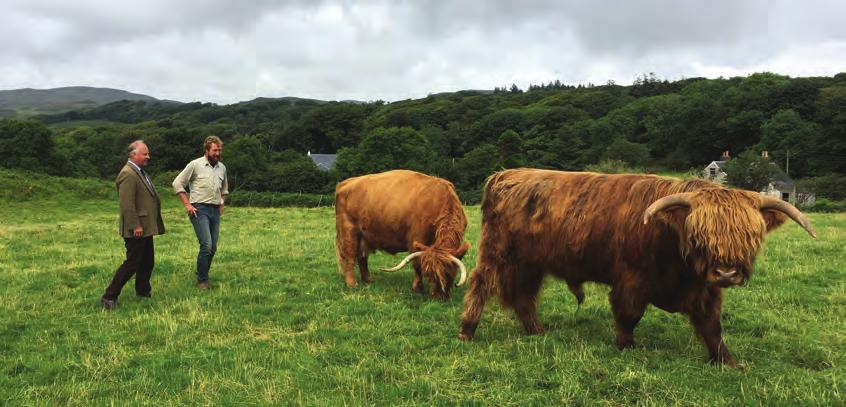 A recent visit to the Inner Hebridean island of Mull to call on two of my clients highlighted an optimistic future for the breed and the outstanding quality of the beef produced from a grass and