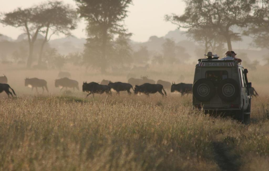 TANZANIA S GREAT SERENGETI MIGRATION A PRIVATE AFRICAN WILDLIFE SAFARI FEATURING THE