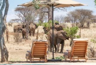 Highlights of the Safari: DAY ONE : NIMALI TARANGIRE Welcome To Tanzania!