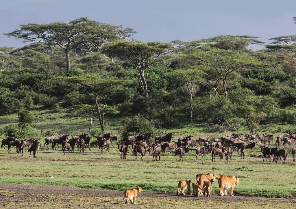 Ndutu Area Ndutu is located in the Ngorongoro Conservation Area, in the southeastern plains of the Serengeti ecosystem.