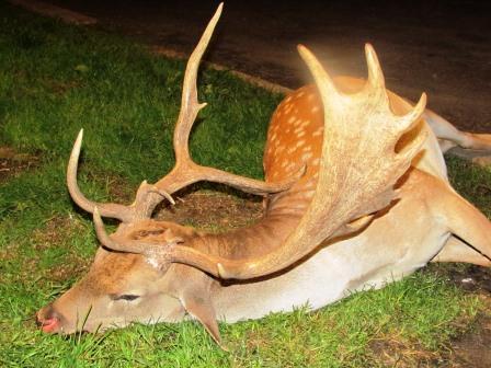 FALLOW DEER PRICE LIST A fallow buck hunted in the past Fawns: 44 Does: 66 Spikers: 77 Bucks