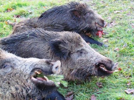 Wild Boars Shot in Grounds of this offer ACCOMODATION IN HOTEL SPA A