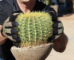 Your Ultimate Defense Against Needles & Thorns Introducing the first heavy-duty cactus landscaping gloves: the ThornArmor 3092.