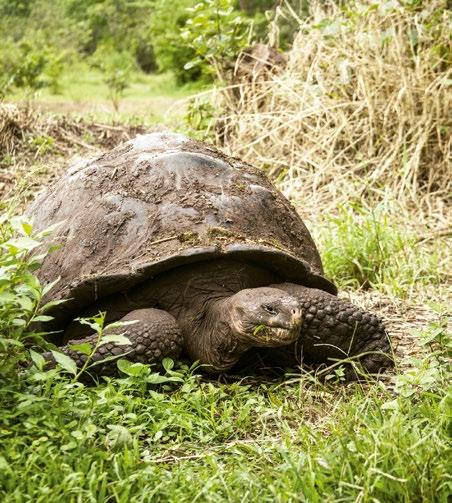 GALAPAGOS FLASH Transfer Baltra / hotel in Puerto Ayora, visiting the highland part of Santa Cruz Island ( lava Tunnels and a turtle reserve) + Visit the Scientific Charles Darwin Station.