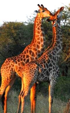Combinations: The Original Safari - Kenya & Tanzania Page 34-35 Primates & Savannahs - Uganda & Tanzania Page 36-37 Primates & Savannahs - Uganda &