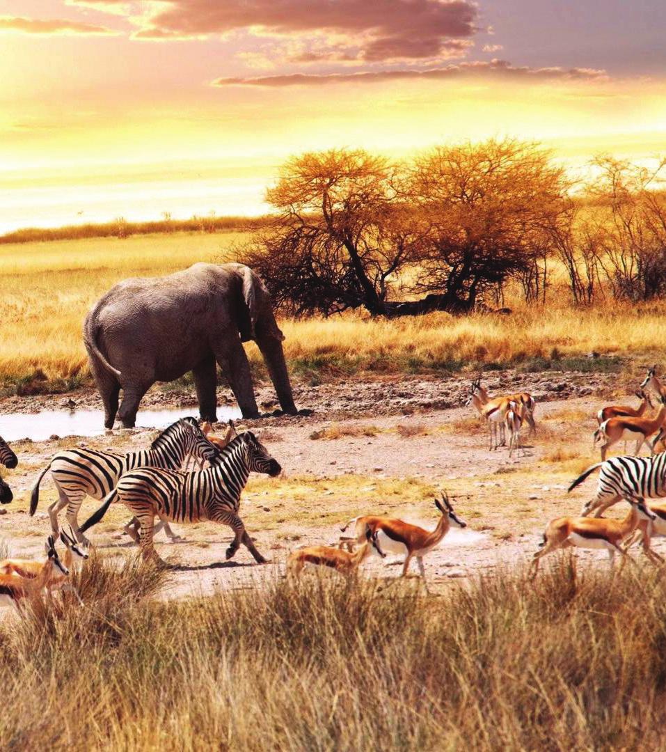 south africa South Africa boasts world-class infrastructure, accommodation and meeting facilities combined with the excitement, passion and cultural variety of Africa.