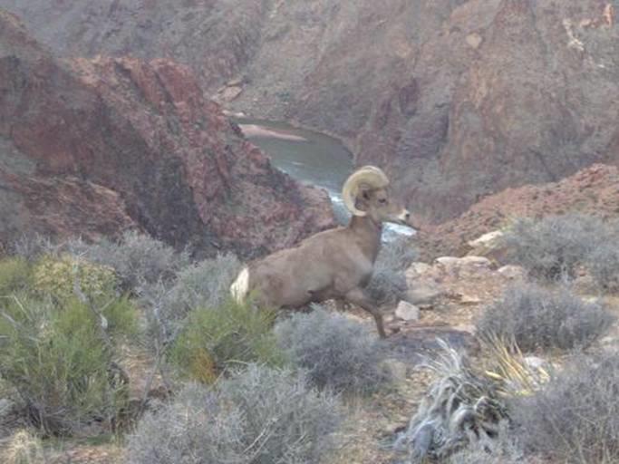 As Granite Rapids came into view, I pulled out my camera to set up for a picture. To my delight, a desert bighorn sheep appeared on the trail ahead.