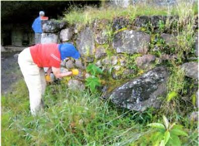 INC crews cleared the terraced agricultural fields of tall grasses and volunteers cleaned plant materials from the superb stonework adjacent to the cave as well as the adjacent walls, including a