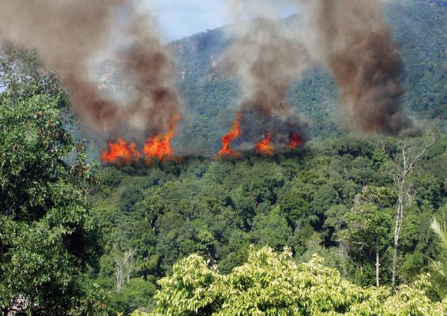 Managing Resources Poverty Habitat destruction Commercial logging