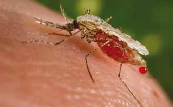 Najbolj ambiciozen del zdravstvenega programa je bilo prizadevanje za izkoreninjenje komarjev, prenašalcev rumene mrzlice oziroma malarije.