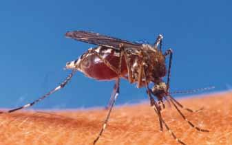 Gorgas je v Panami naletel na veliko nezaupanja v teorijo, da komarji prenašajo malarijo in rumeno mrzlico, zato je vladal tudi odpor proti njegovemu preventivnemu programu.