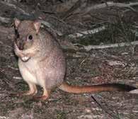 It is also home to other threatened and remarkable fauna such as the red-tailed phascogale, woylie, western grey kangaroo, tammar wallaby, brushtail possum and echidna as well as a diverse variety of