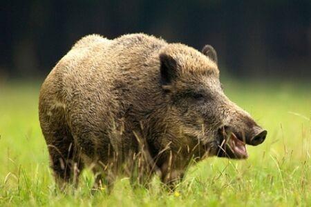 The wild boars have well-developed smell and hearing. It feeds on fruit, tuber, small mammals, carrion, eggs, etc.