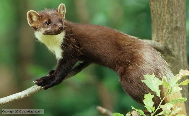 Pine marten (Martes martes) Златка The pine marten is a typically forest animal. Its coloration is brownish.